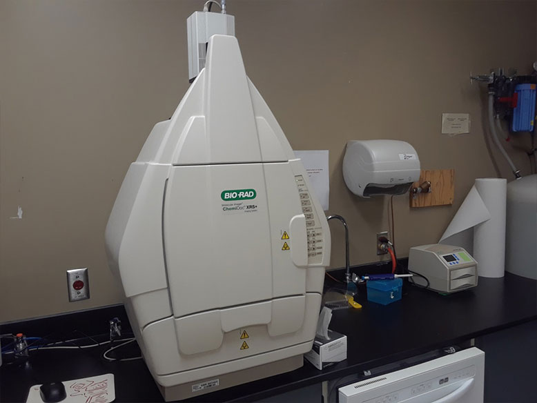 Chemidoc XRS Transblott turbo Bio Rad